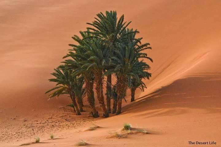 Bivouac Camel Trips Hotel Merzouga Exterior foto